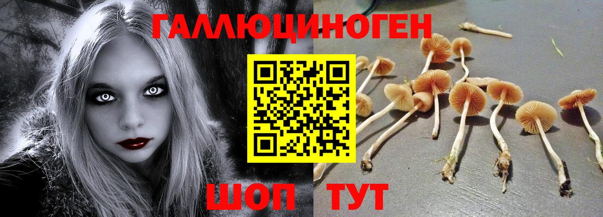 Псилоцибиновые грибы Psilocybe  Междуреченск 